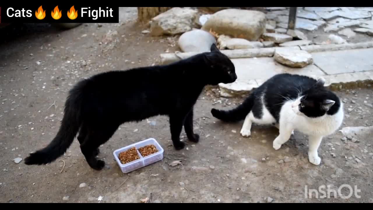 Angry cats fight and argue about food