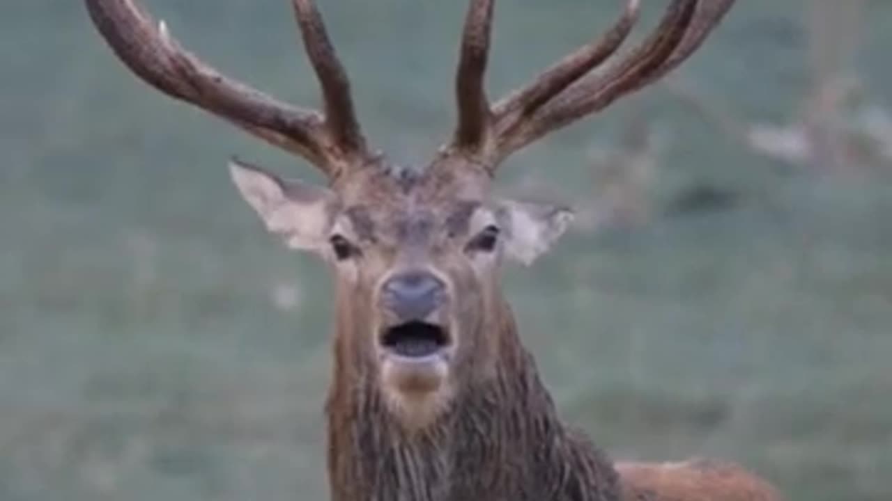 have you ever heard the voice of Deer?#animalplanet #nature #youtubeshorts #wildlife #naturelovers