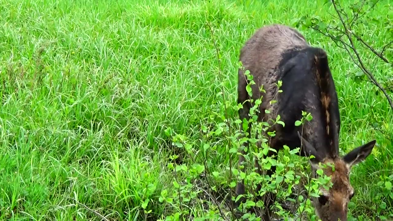 Mudhole Moose