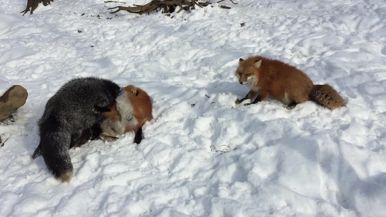 Foxes Play Fighting in the Snow