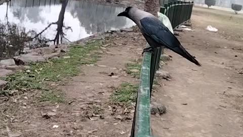 Cute Birds 🕊️ Video By Kingdom of Awais