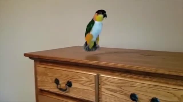 Cute and Baby Bird Dancing in his Home Like a Gentle Man