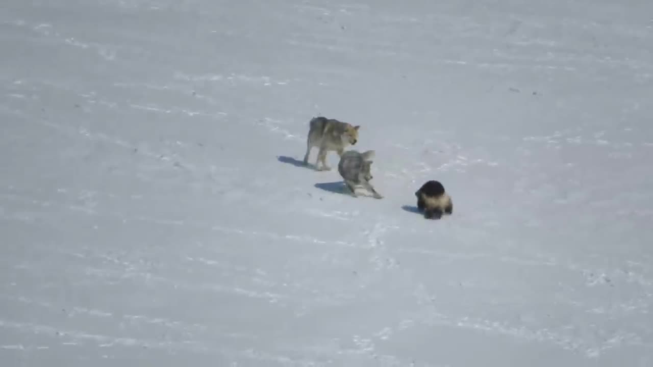 when the american badger faces the wolves