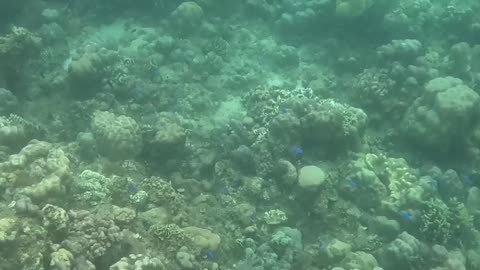 Making a Splash in Paradise: Snorkeling a Healing Reef 🌊🐟