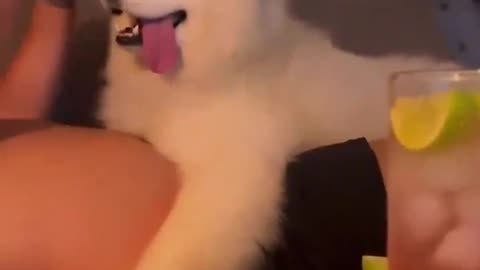New Funny Videos 2024 😍 Cutest Cats and Dogs 🐱🐶 Part 14