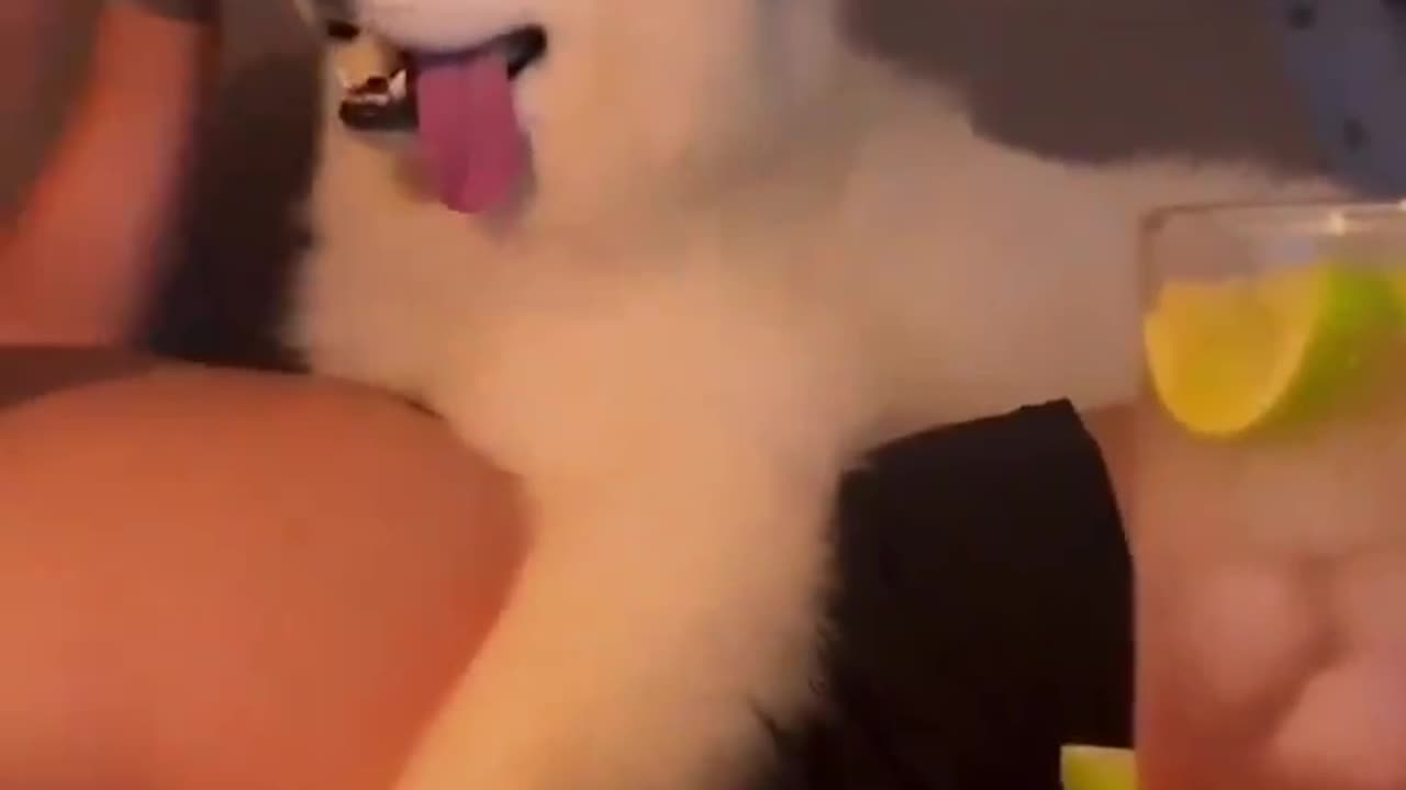 New Funny Videos 2024 😍 Cutest Cats and Dogs 🐱🐶 Part 14