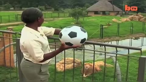 Pelé Lion Loves Playing Fútbol Soccer