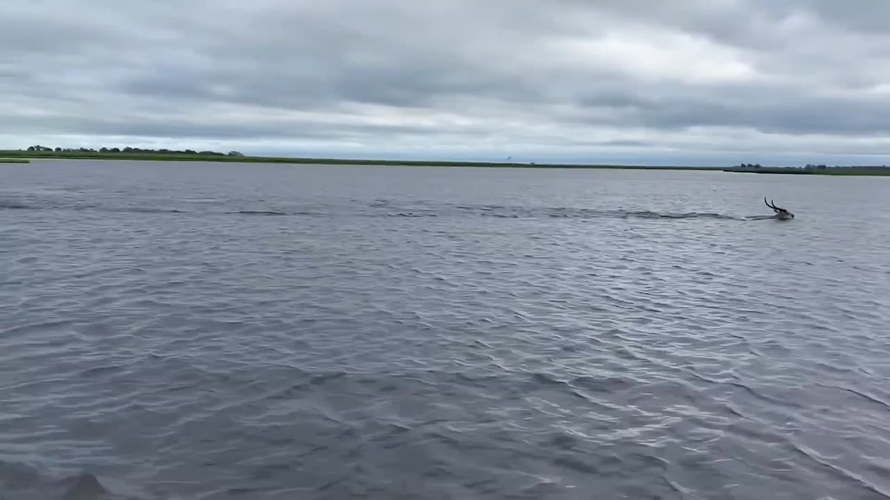 Alligator vs Deer,Who's going to win? 🤔🤔🤔