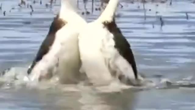 The Dance of the Ducks