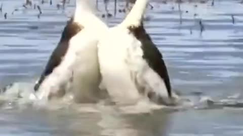 The Dance of the Ducks