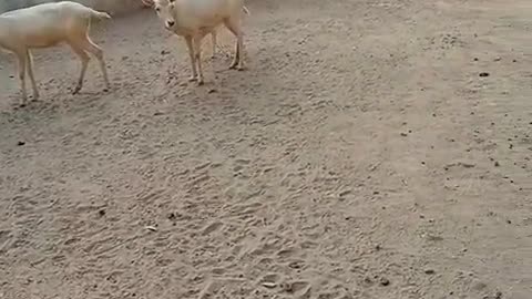 Very cute deer