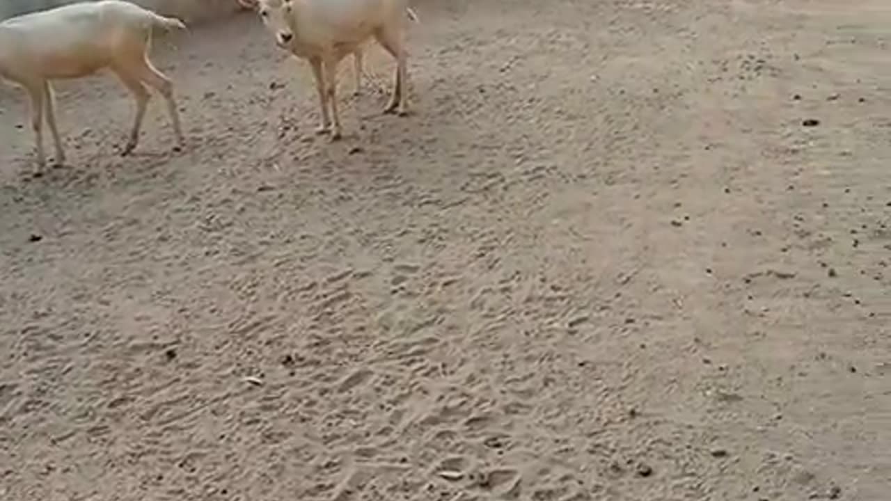 Very cute deer