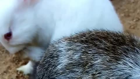 💖🐰🐰Adorable Baby Rabbits Feeding🐰🐰💖