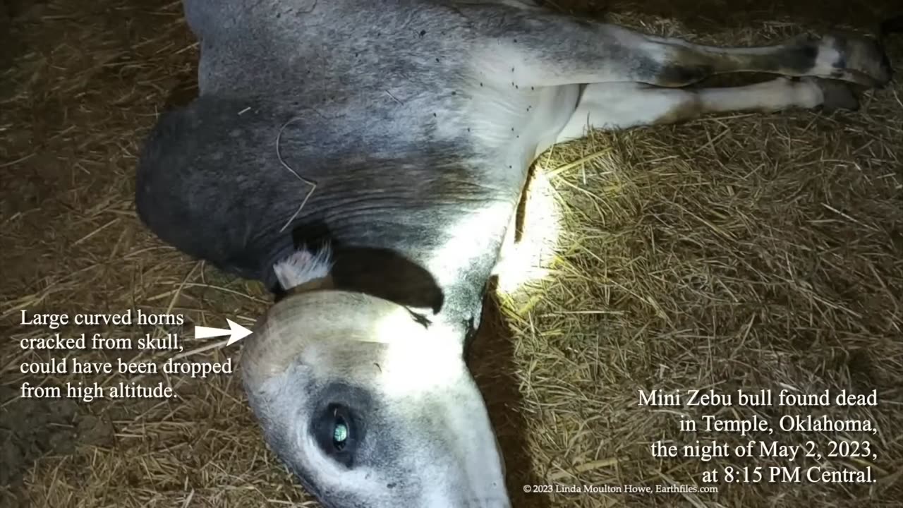 May 24 - What Controls Strange Harvests of Animal Mutilations?