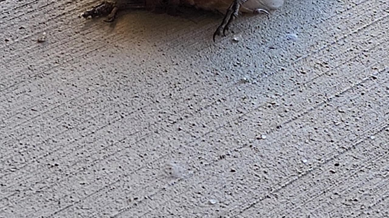 Bird hit glass window