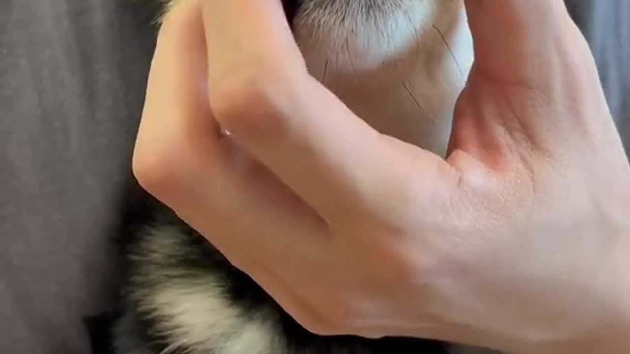 Dog nail cutting and hairs cute video