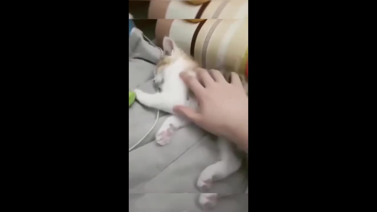 Funny animal videos - Funny cats/dogs - Funny animals Haypy Pet