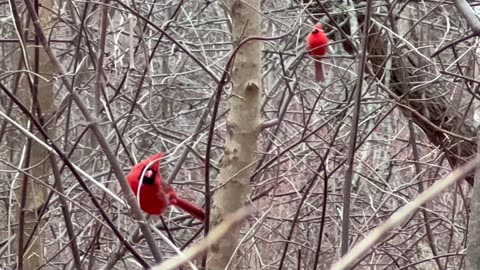 Cardinals are such finicky birds