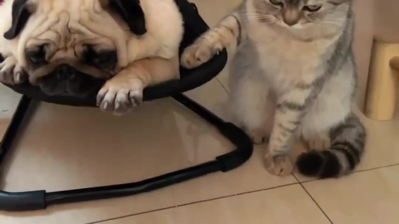 Unbelievable: Cat Rocks the Dog with Mind-Blowing