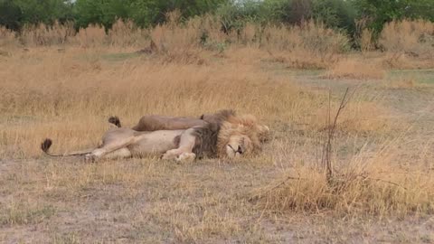 Lions of Moremi