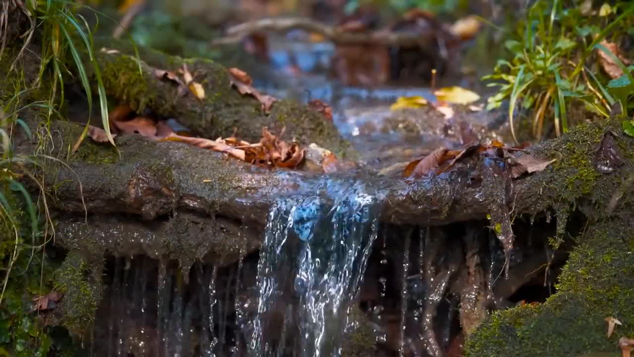 Enchanting Autumn Forests with Beautiful Piano Music