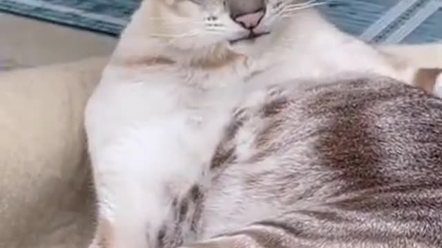 Cat irritates other cat and tries to catch his tail...