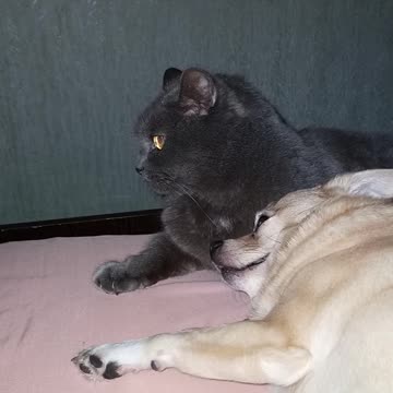 The cat licked and bit his son's dog