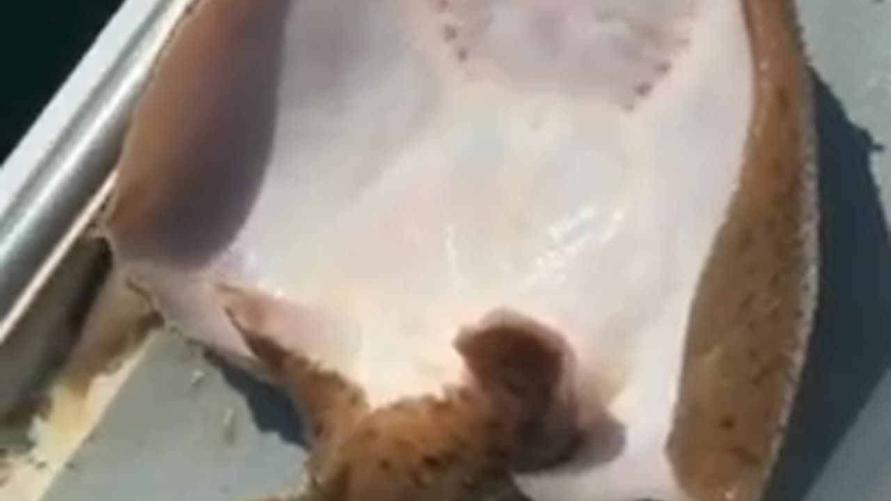 Amazing Fish | Short Video