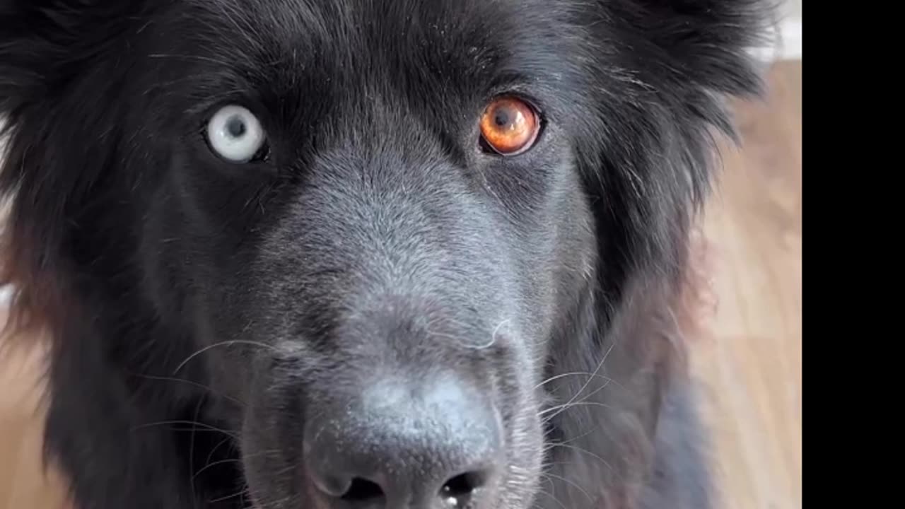 A Rumble of Cute Dogs and Cats Playing Together