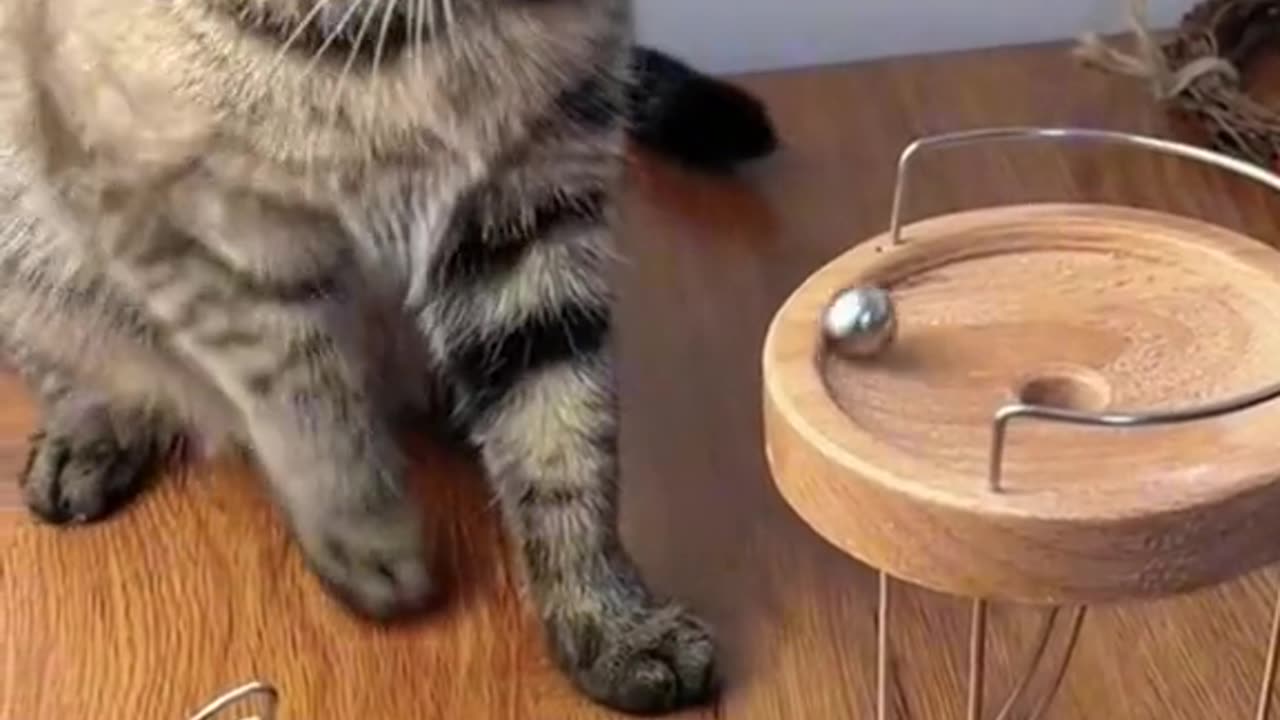 Cats