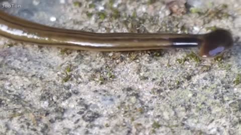 Terrible, poisonous worm devouring snails! Hammerhead Worm.