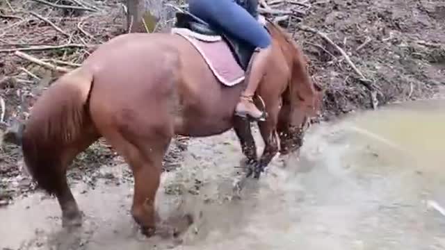 Horse Plays by Splashing in Muddy Puddle With Rider Sitting on its Back