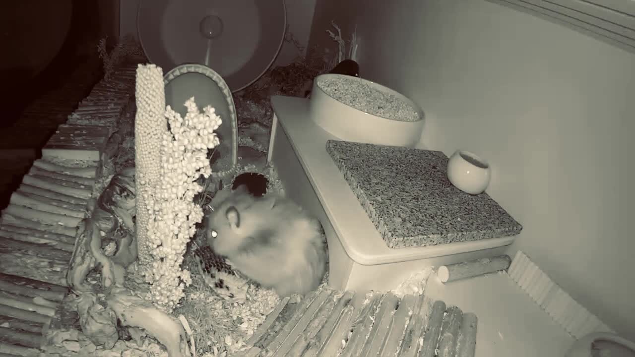 Hamster harvest sunflower seeds-9