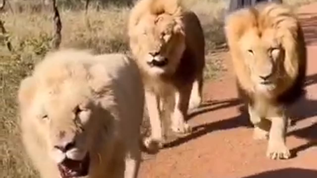 Men of the jungles