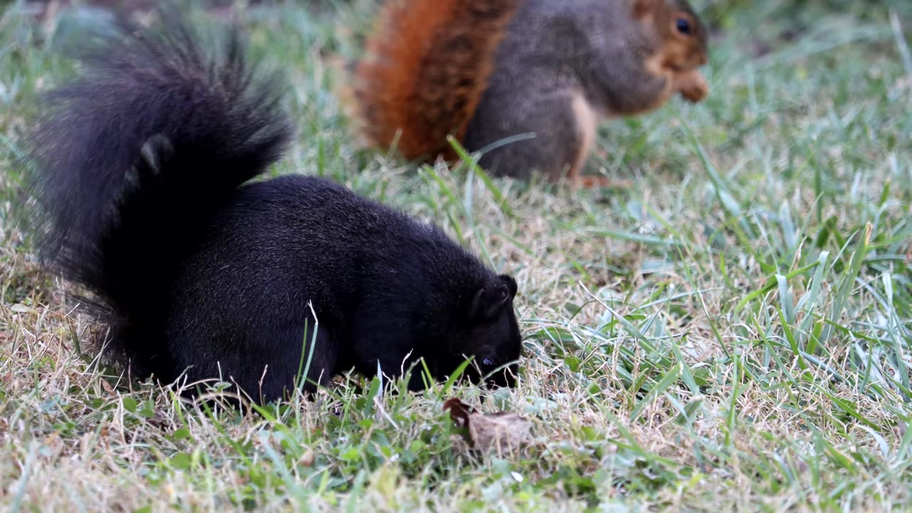 Squirrels Eating Bird Seed