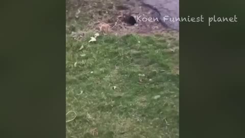 Best funniest animal videos?! Part 1