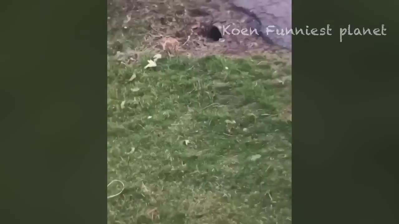 Best funniest animal videos?! Part 1