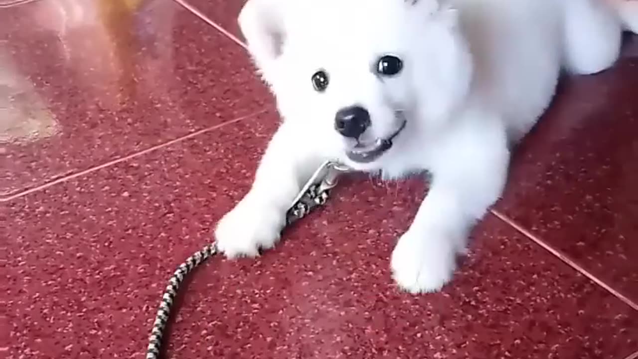 Cute baby dog barking ❤️🐶