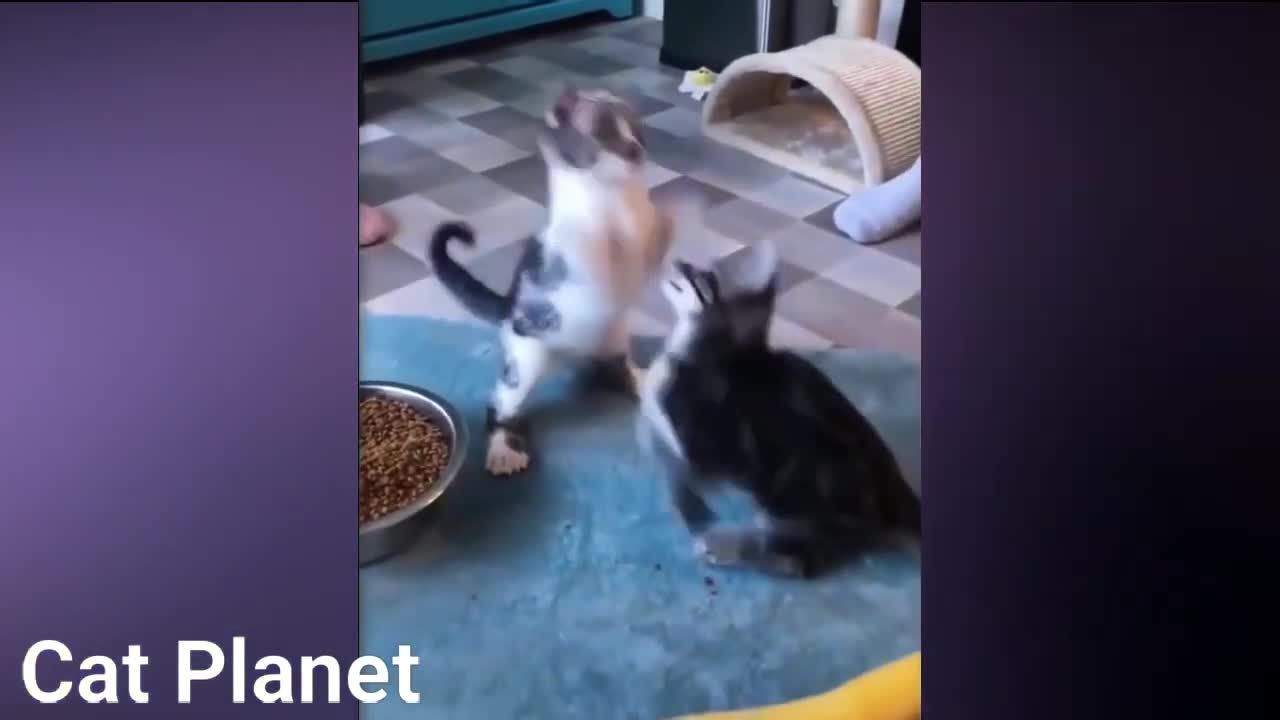 kitten that looks funny for the first time