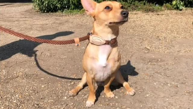 Pomchi owners. I know that you know 🤣