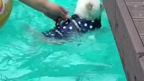 Funny animals videos