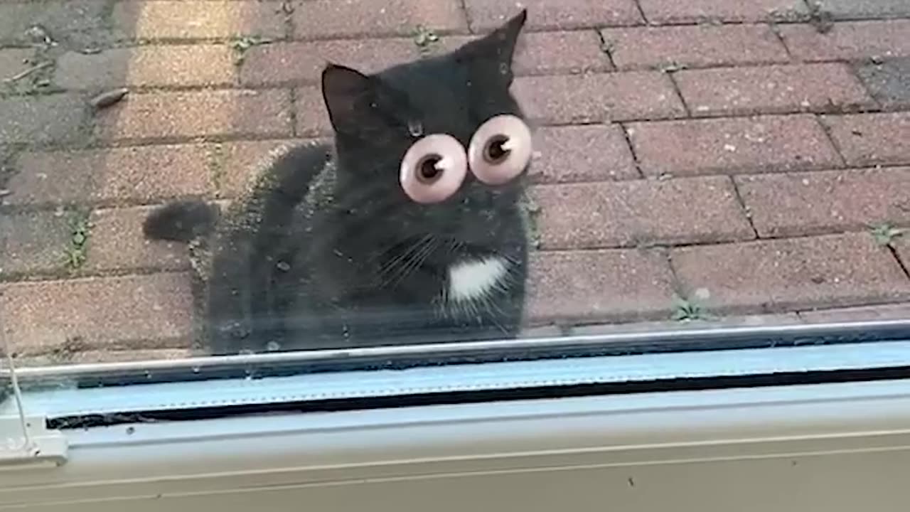 Funny animals videos #2023