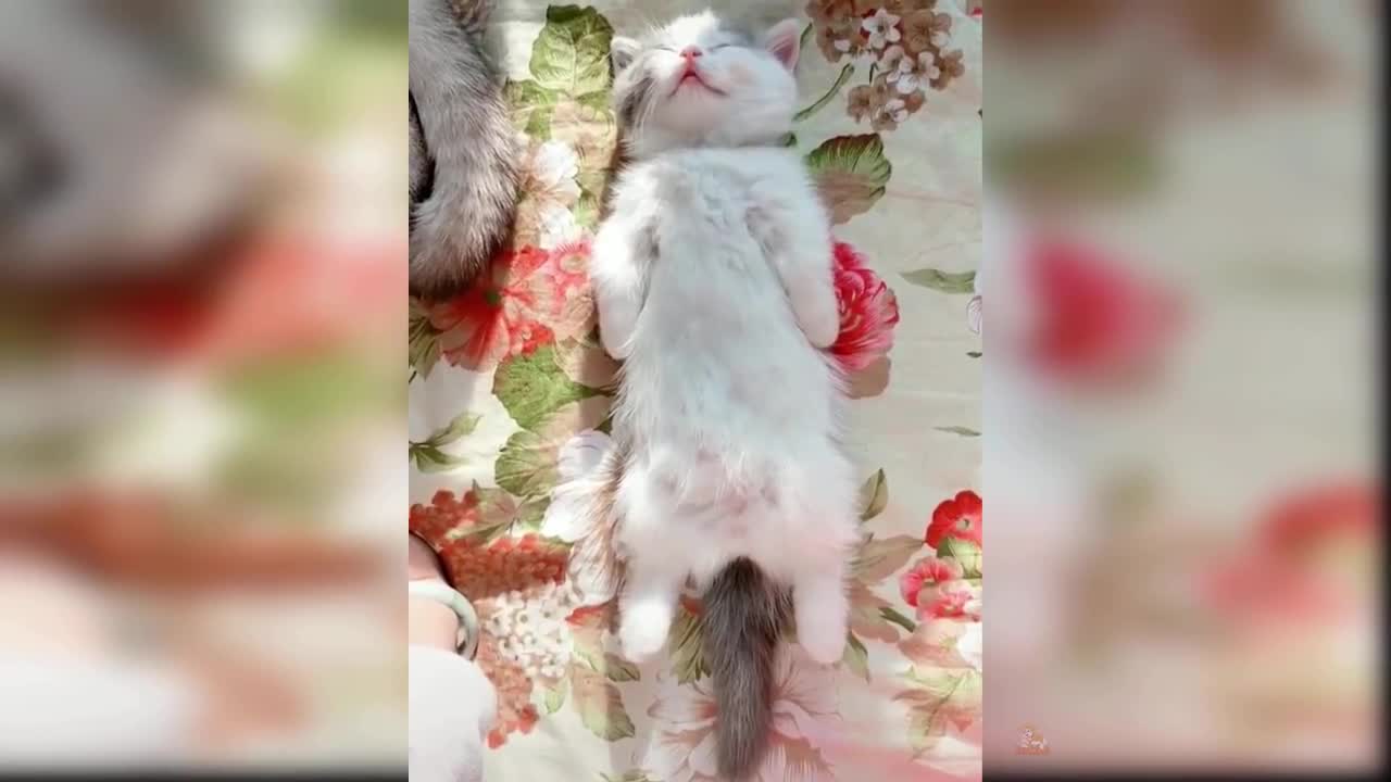 Pretty and funny cats