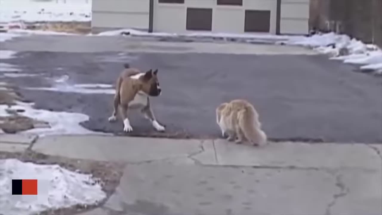 🙉 The Ultimate Compilation of Cats Attacking Dogs!