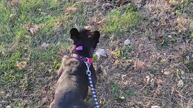 Dog wants to kill leaf blower!