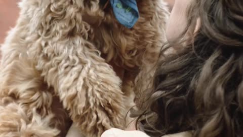 Beautiful dog