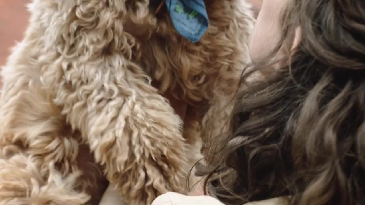 Beautiful dog