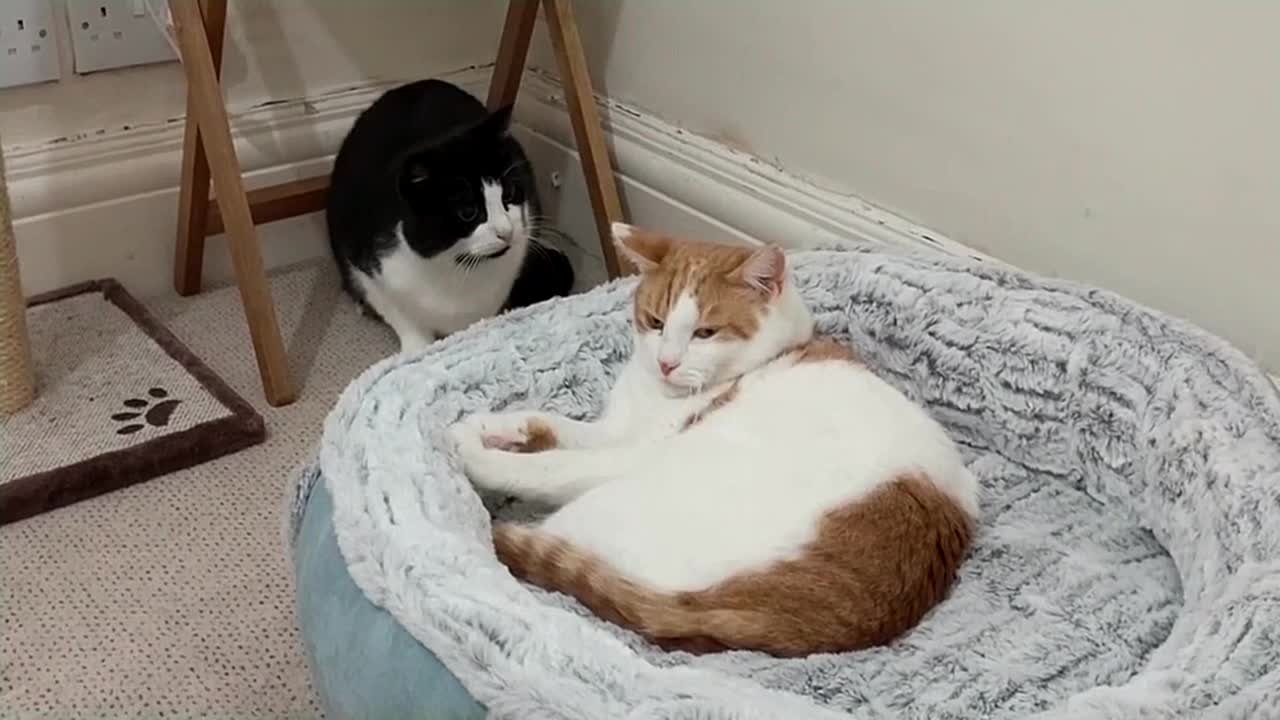 Cat Fights Another Cat To Reclaim Bed