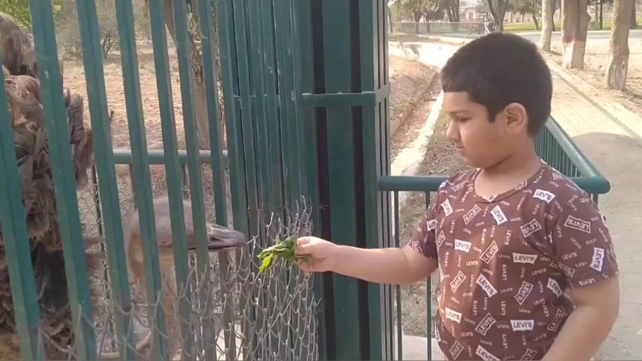 feeding ostrich by hand.