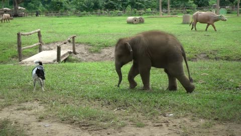 Baby Elephant Try To Make Friend With Dog